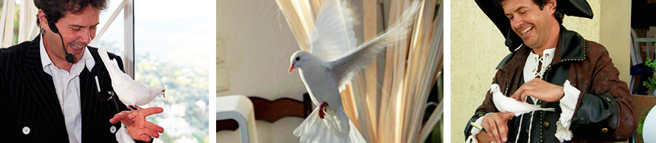 Magie avec apparition de colombe